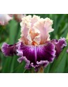 Iris germanica Stefania novità