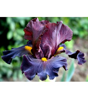 Iris germanica profumato...