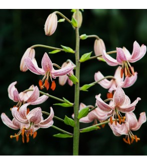 Lilium martagone ibrido...