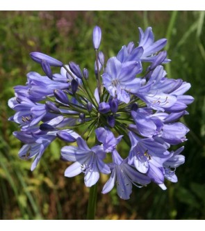 Caulescens angustifolius