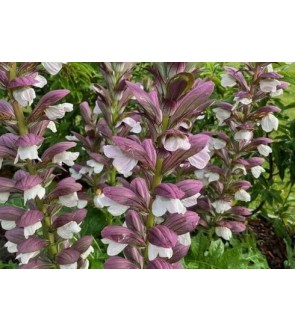 Acanthus hungaricus WHITE LIPS