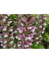 Acanthus hungaricus WHITE LIPS