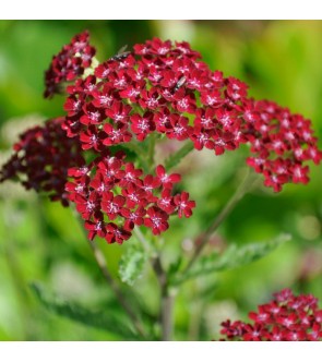 Achillea millefolium...