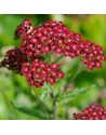 Achillea millefolium...