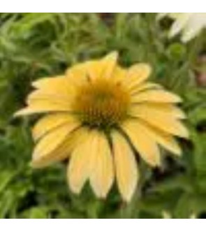 Echinacea purpurea MELLOW YELLOWS NOVITA'