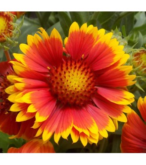 Gaillardia Arizona Sun