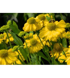 Helenium Kanaria