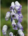 Aconitum carmichaeli Cloudy