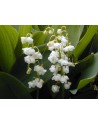 Convallaria majalis (...