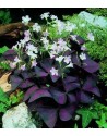 Oxalis triangularis Sunny...