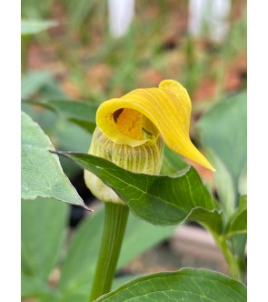 Arisaema flavum