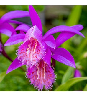 Pleione formosana Pink