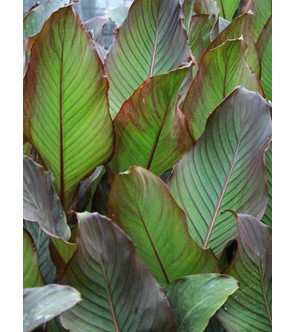 Canna indica Red Stripe