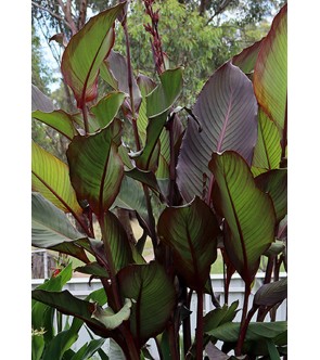 Canna indica Red Stripe