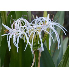 Crinum asiaticun