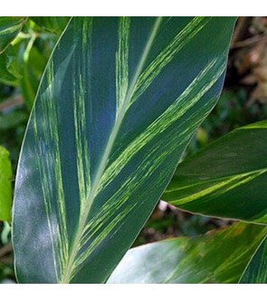 Alpinia Shell Ginger variegata