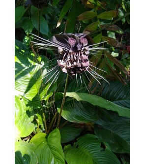 Tacca Chantrieri Black