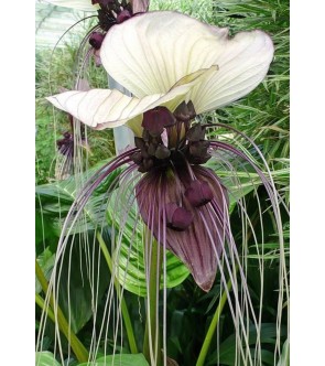 Tacca Nivea