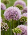 Allium senescens Lisa Green