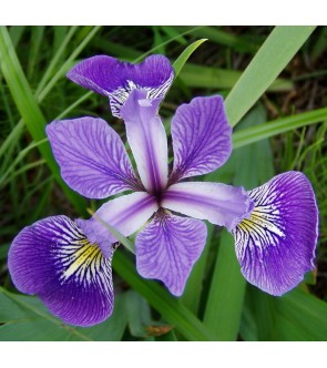 Iris versicolor