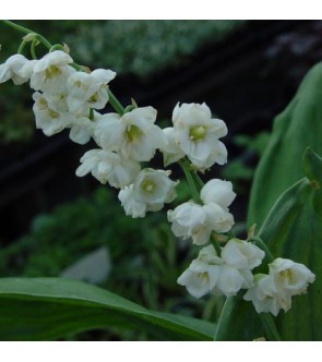 Convallaria majalis (...