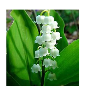 Convallaria majalis (...