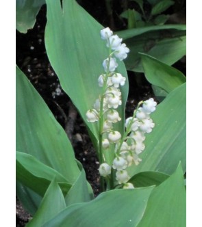 Convallaria majalis (...