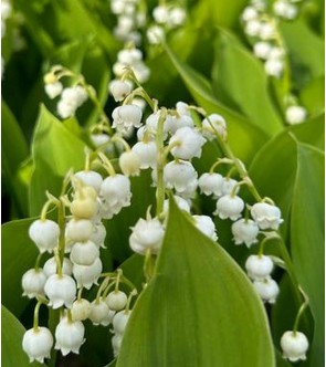 Convallaria majalis ( mughetto ) Fortin's Giant vaso