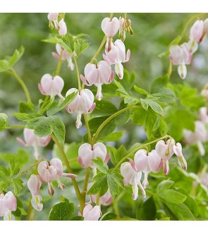 Dicentra spectabilis Cupid...