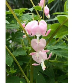 Dicentra spectabilis Cupid in vaso