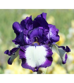 Iris germanica Gilvey