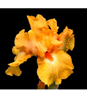 Iris germanica Fresno Calypso