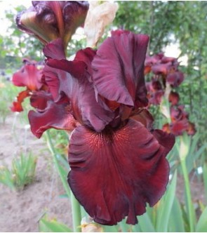 Iris germanica Fort Apache