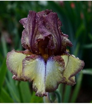 Iris germanica rifiorente...