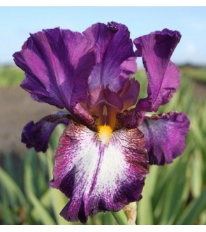 Iris germanica rifiorente...