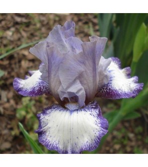 Iris germanica rifiorente...