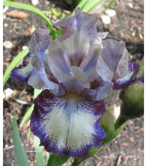 Iris germanica rifiorente Agatha Christie