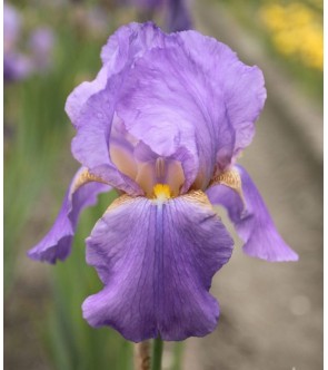 Iris germanica Dorcas lives...