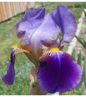 Iris germanica Lent A....