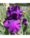 Iris germanica Sultry Mood