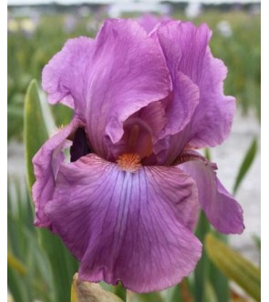 Iris germanica profumato...