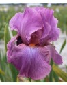 Iris germanica profumato...