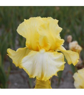 Iris germanica Little Mary...