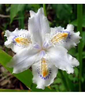 Iris Japonica