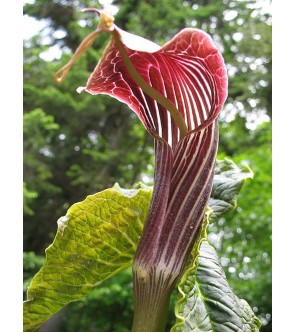 Arisaema utile