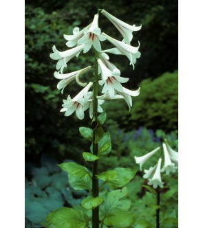 Cardiocrinum Giganteum PREPIANTATO