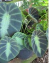 Colocasia jenengsii