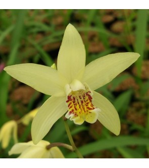 Bletilla ochracea in vaso