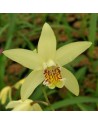 Bletilla ochracea in vaso