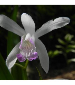 Bletilla striata kuchibeni...